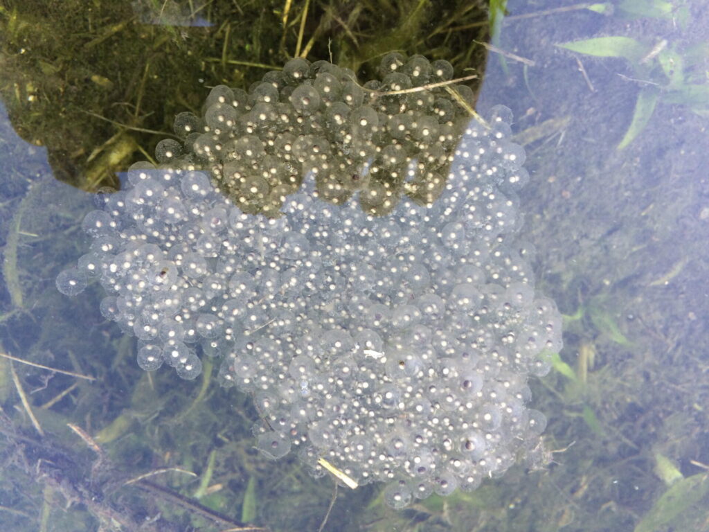 トノサマガエルの卵塊