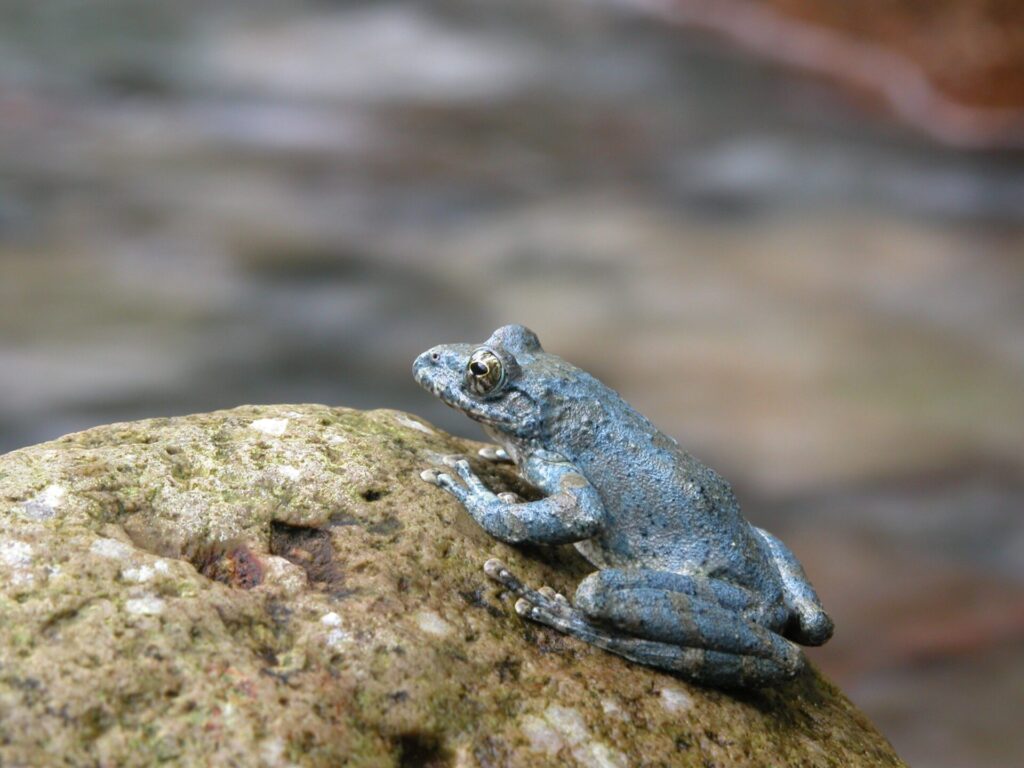 カジカガエル