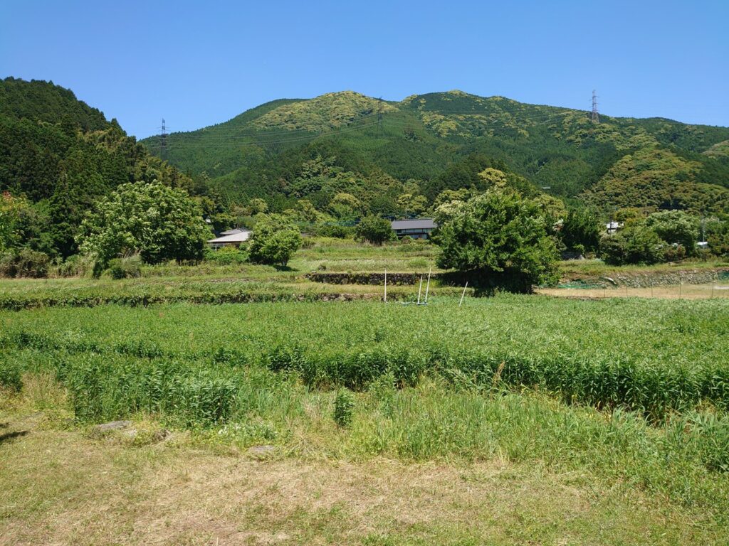 再生湿地、草刈り前