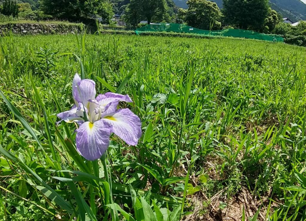 花菖蒲