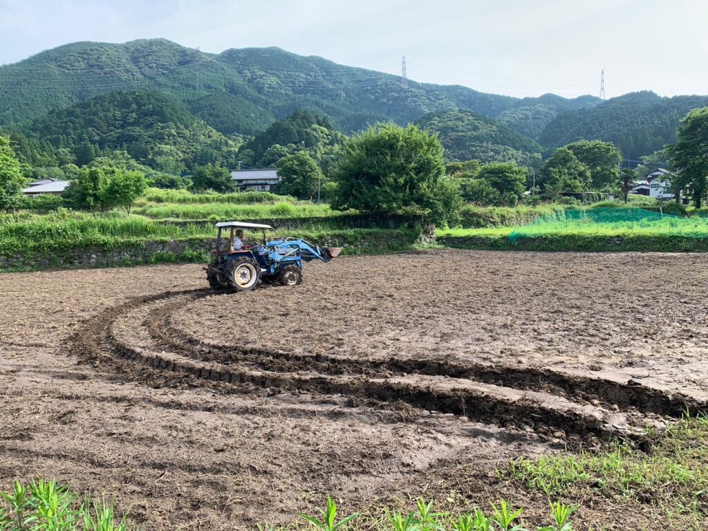 再生湿地の代搔き