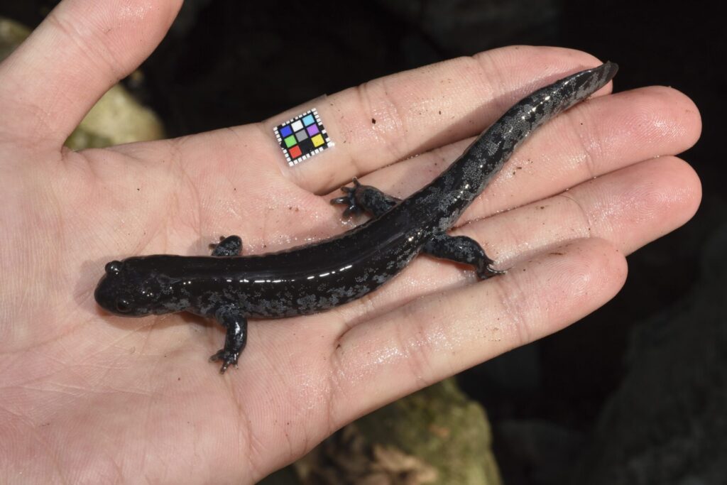 チクシブチサンショウウオ