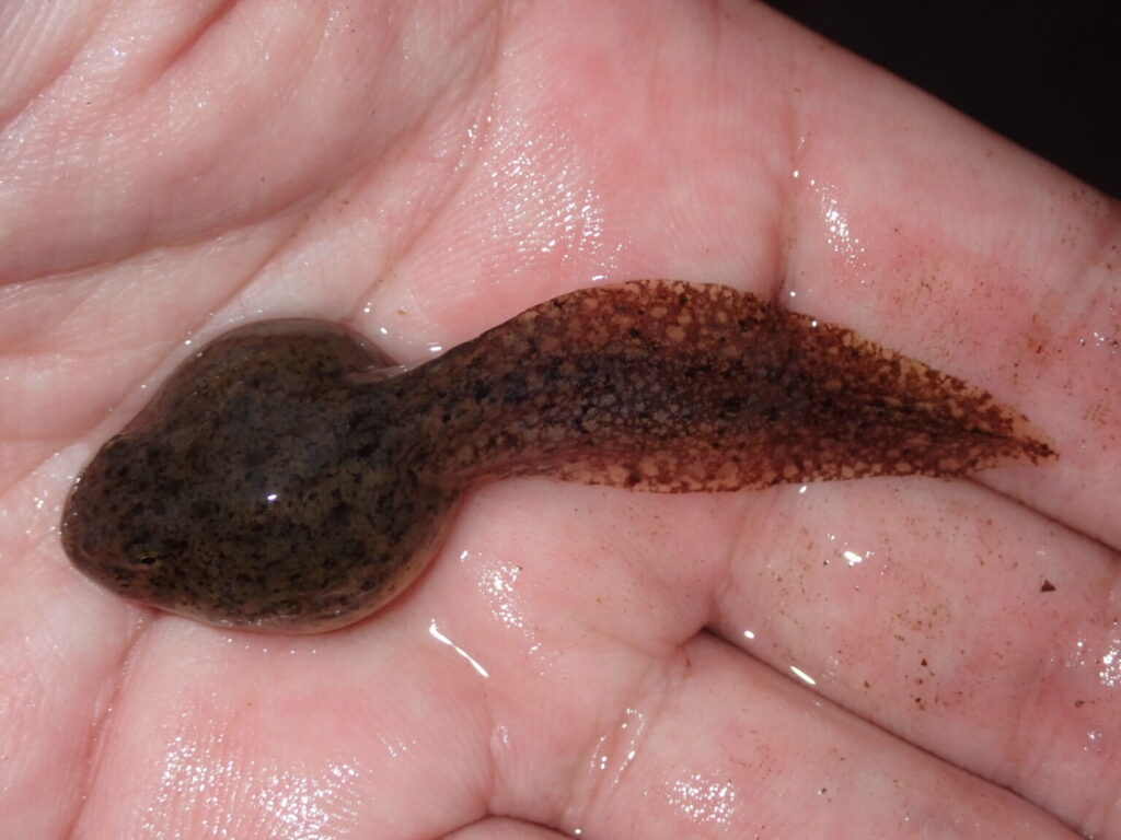 ツチガエルのオタマジャクシ