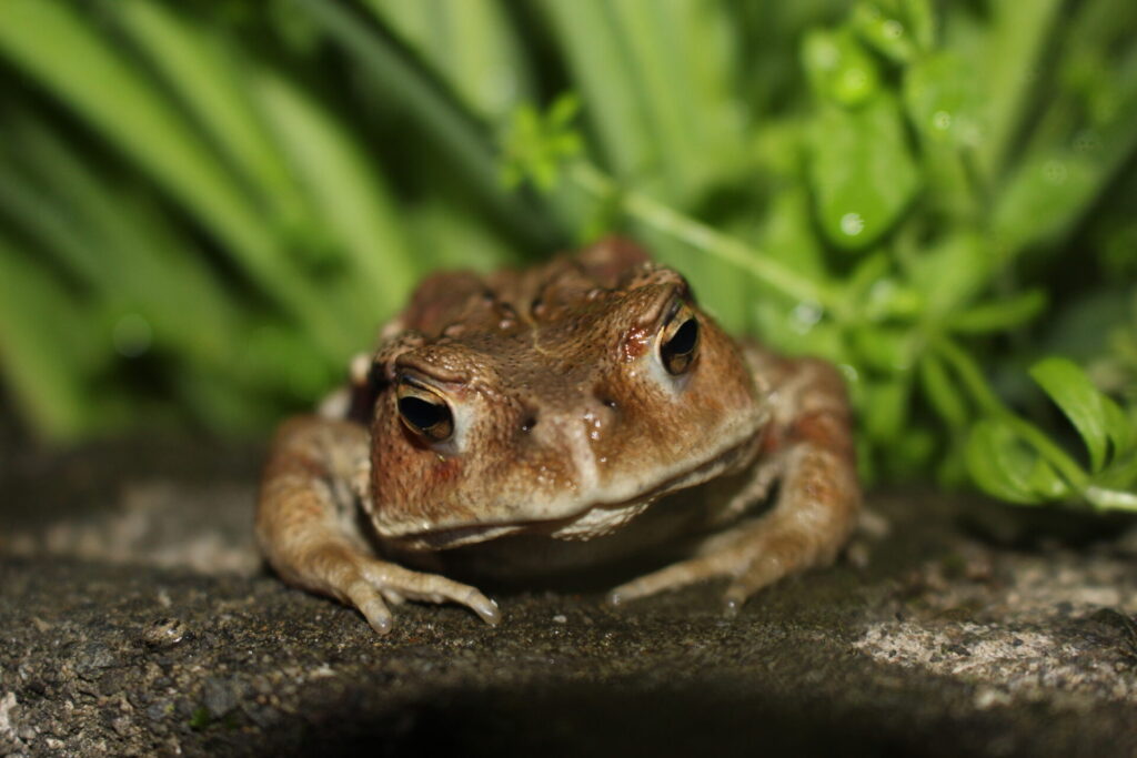 ニホンヒキガエル
