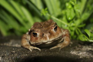 ニホンヒキガエル