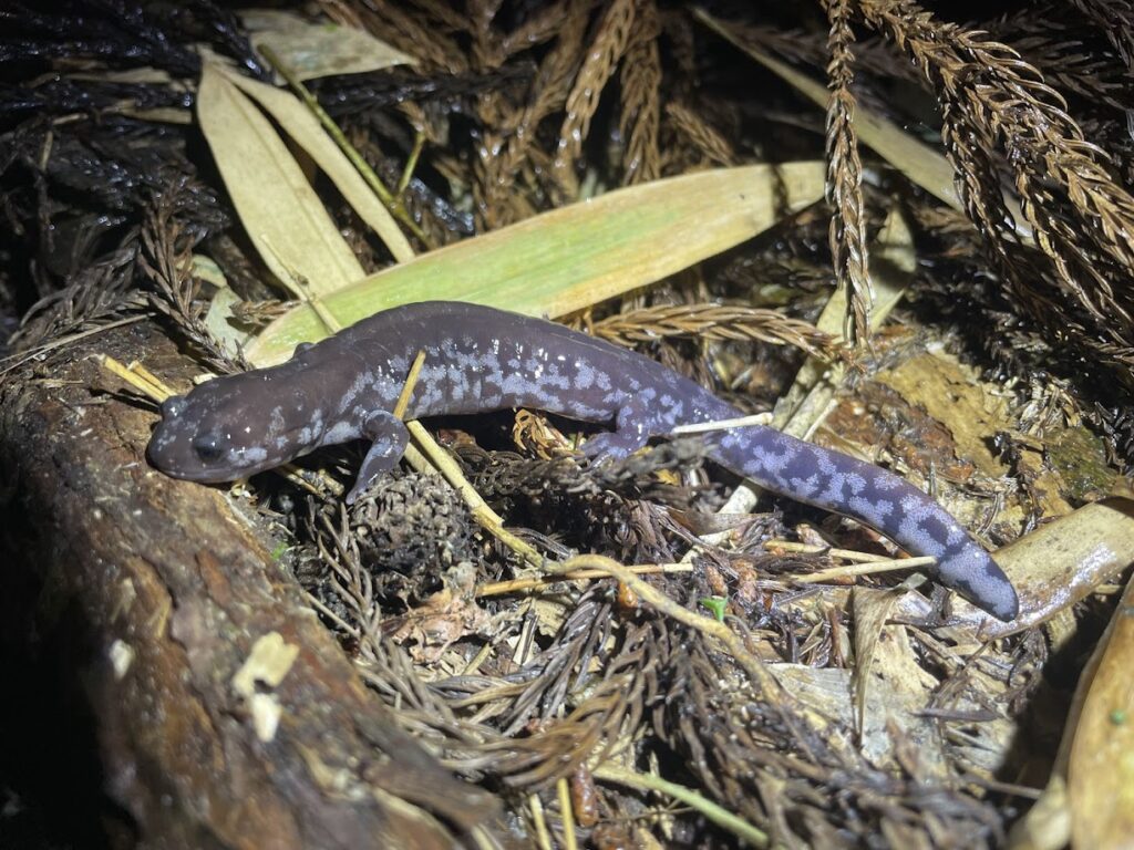 チクシブチサンショウウオ