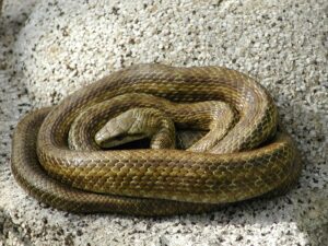 アオダイショウ