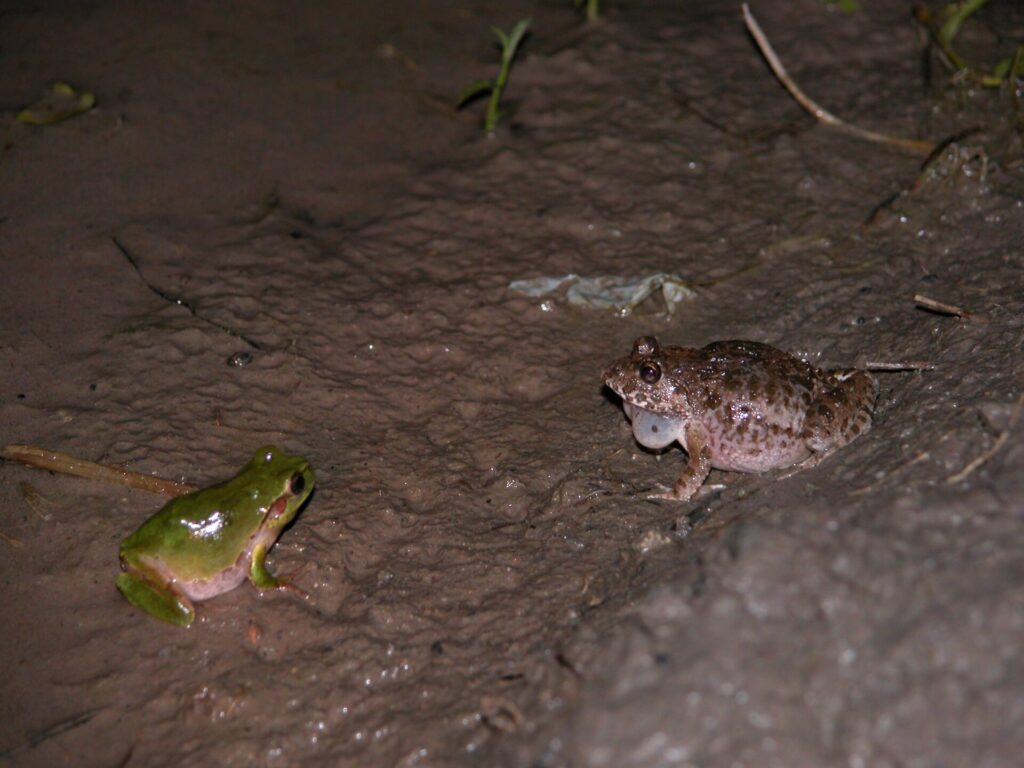 ニホンアマガエルとヌマガエル