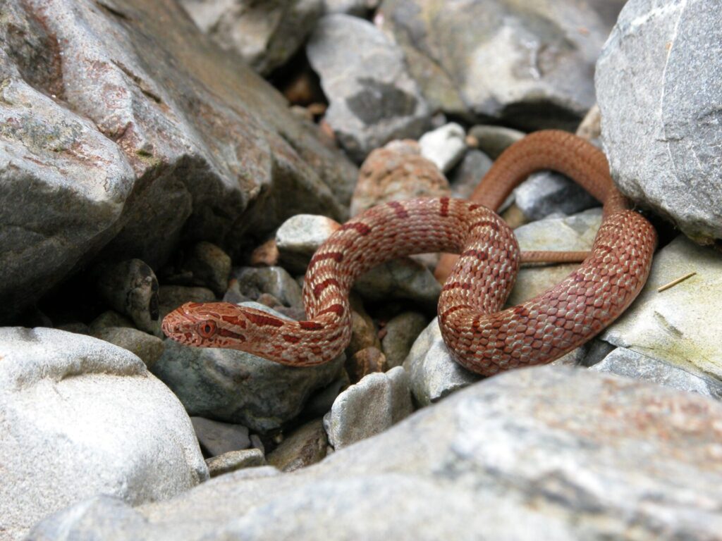シマヘビの幼蛇