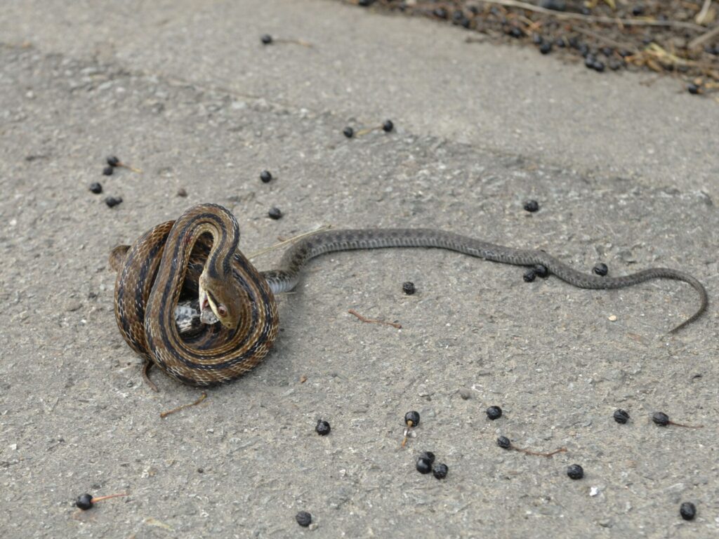 シマヘビ vs ヤマカガシ
