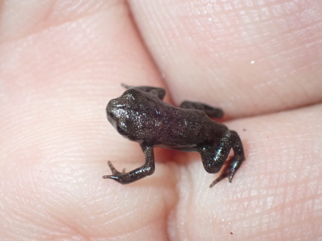 ニホンヒキガエル