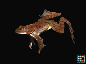 ヤマアカガエル