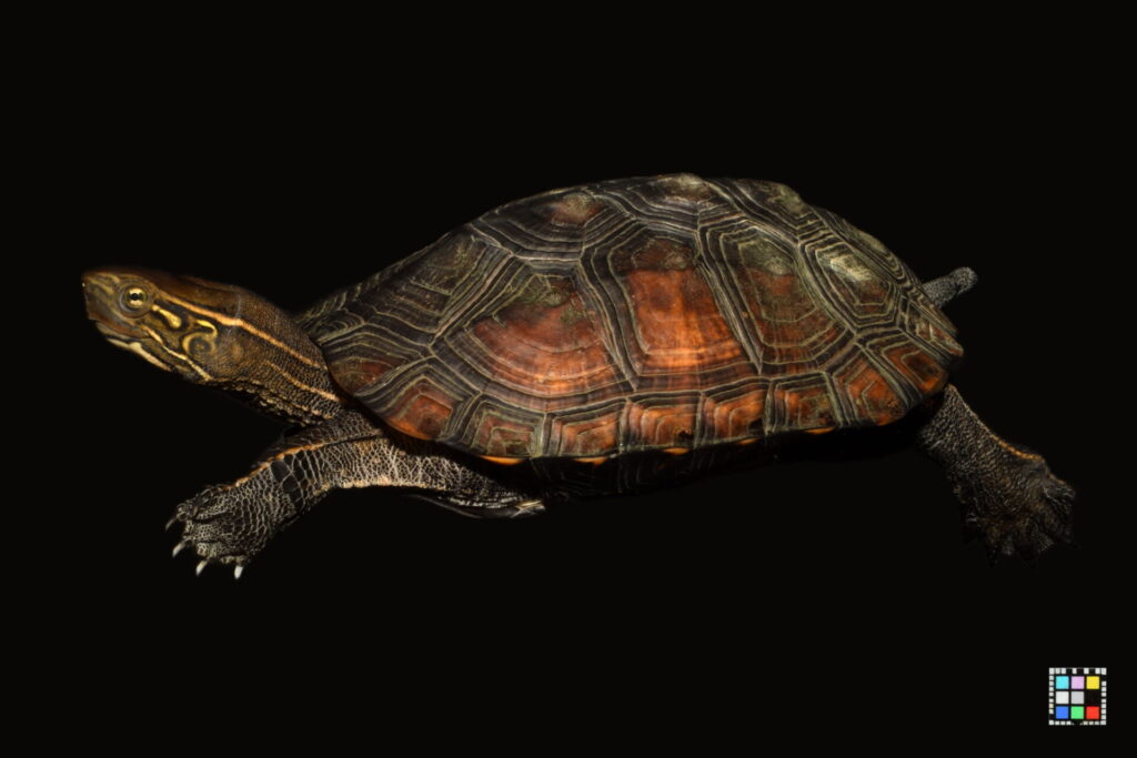 クサガメとニホンイシガメの雑種「ウンキュウ」