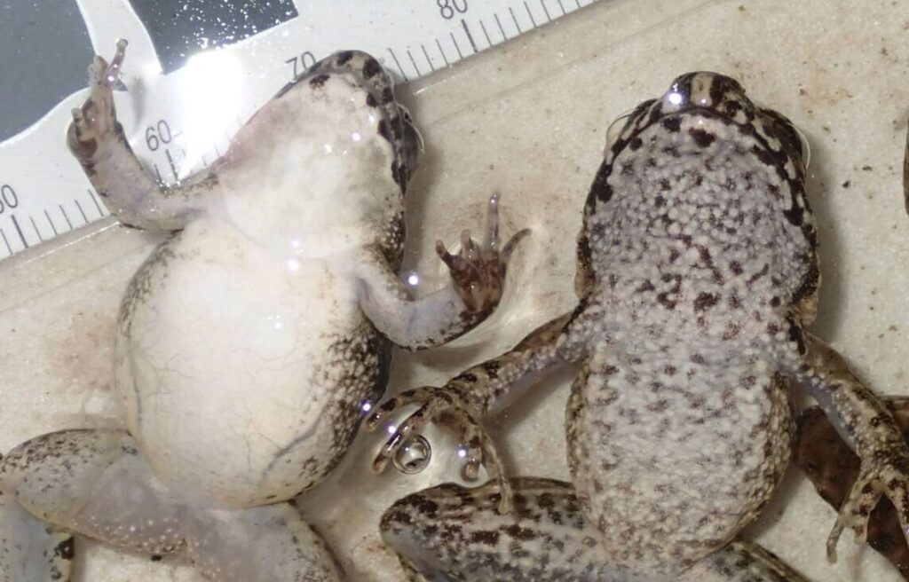 ヌマガエルとツチガエルの違い