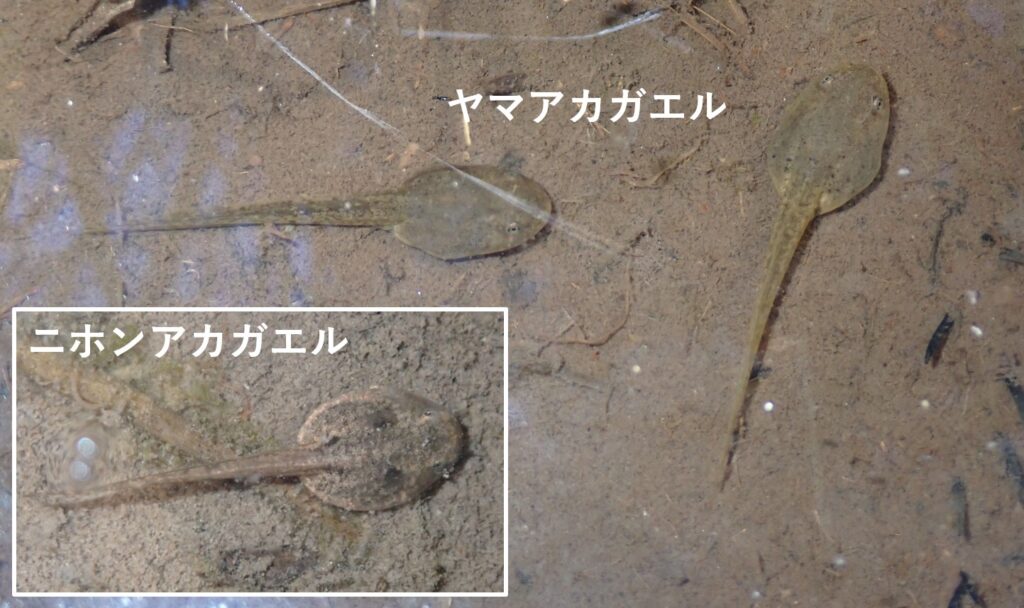 ヤマアカガエルとニホンアカガエルの違い