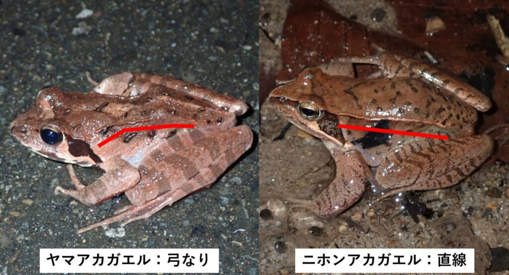ヤマアカガエルとニホンアカガエルの違い