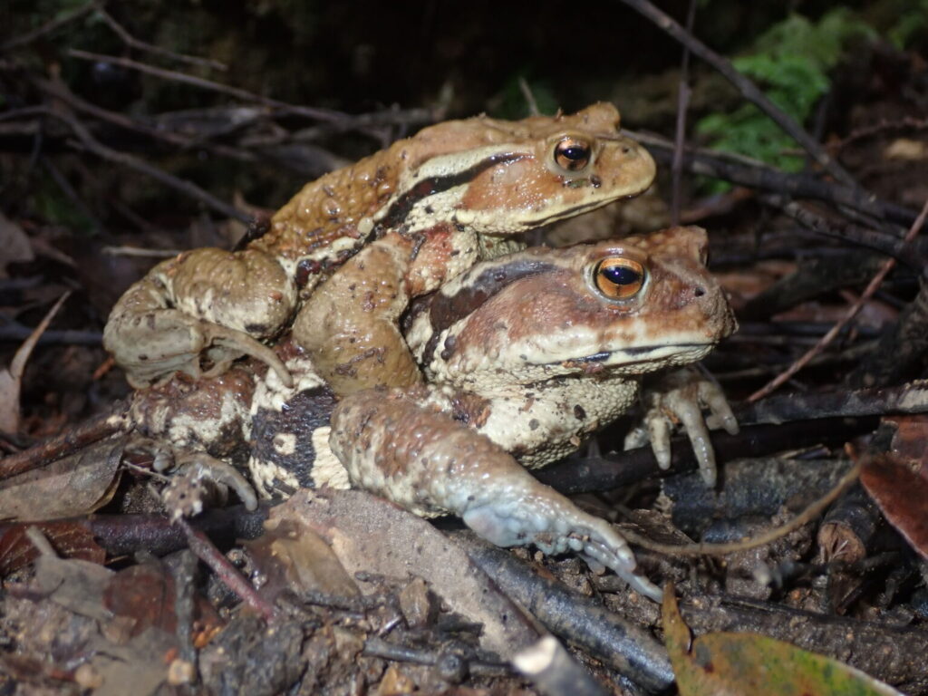 ニホンヒキガエルのペア