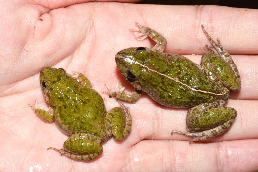 珍しい緑色型のヌマガエル