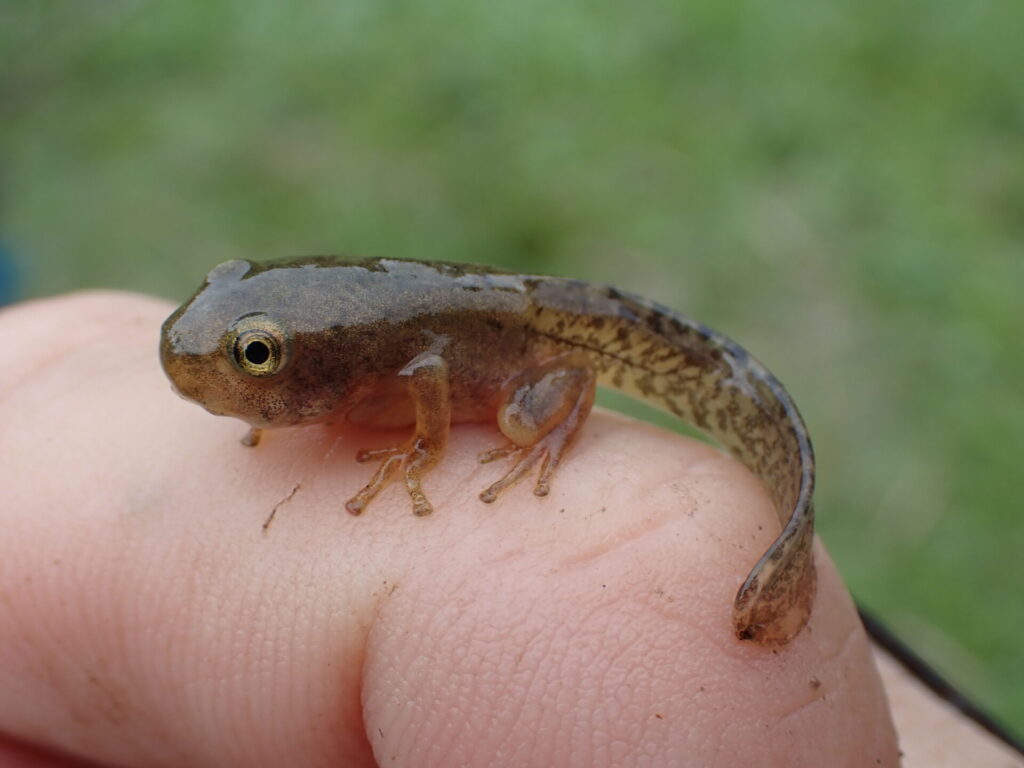 上陸したばかりのヌマガエル
