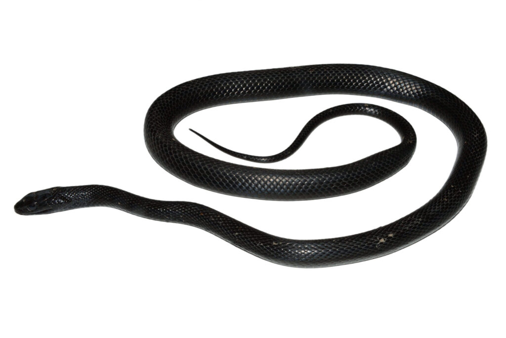 シマヘビの黒化型「カラスヘビ」