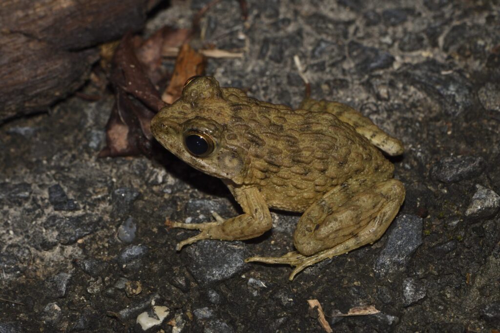 ツチガエル