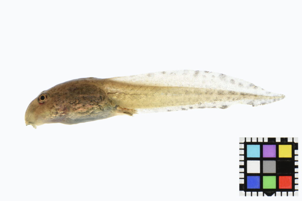 ヌマガエルのオタマジャクシ