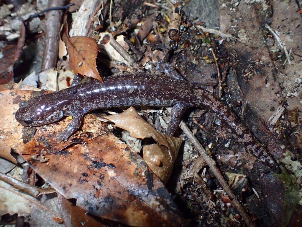 コガタブチサンショウウオ