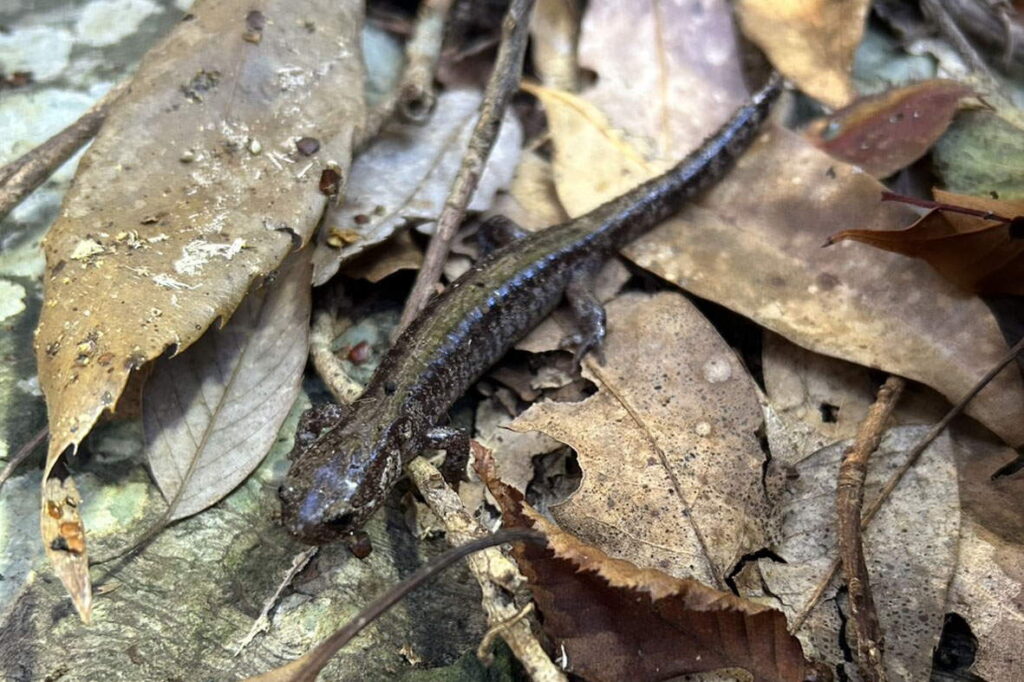 コガタブチサンショウウオ