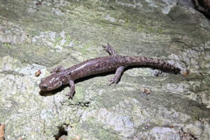 コガタブチサンショウウオ