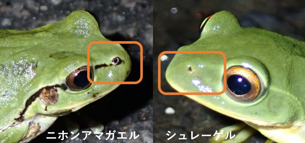 ニホンアマガエルとシュレーゲルアオガエルの違い