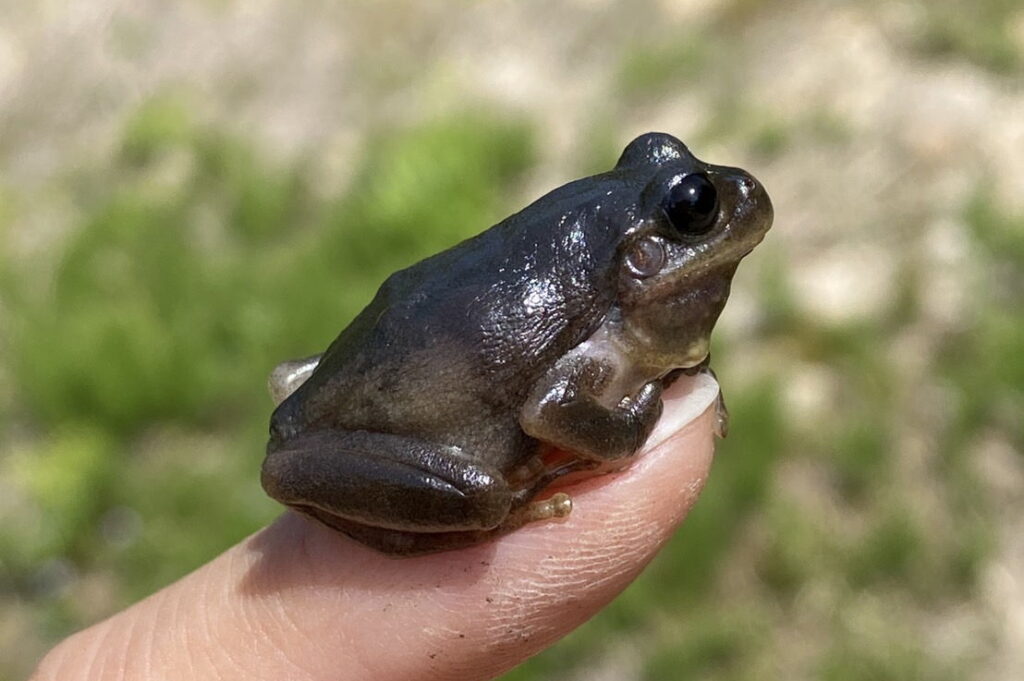 黒色型のニホンアマガエル