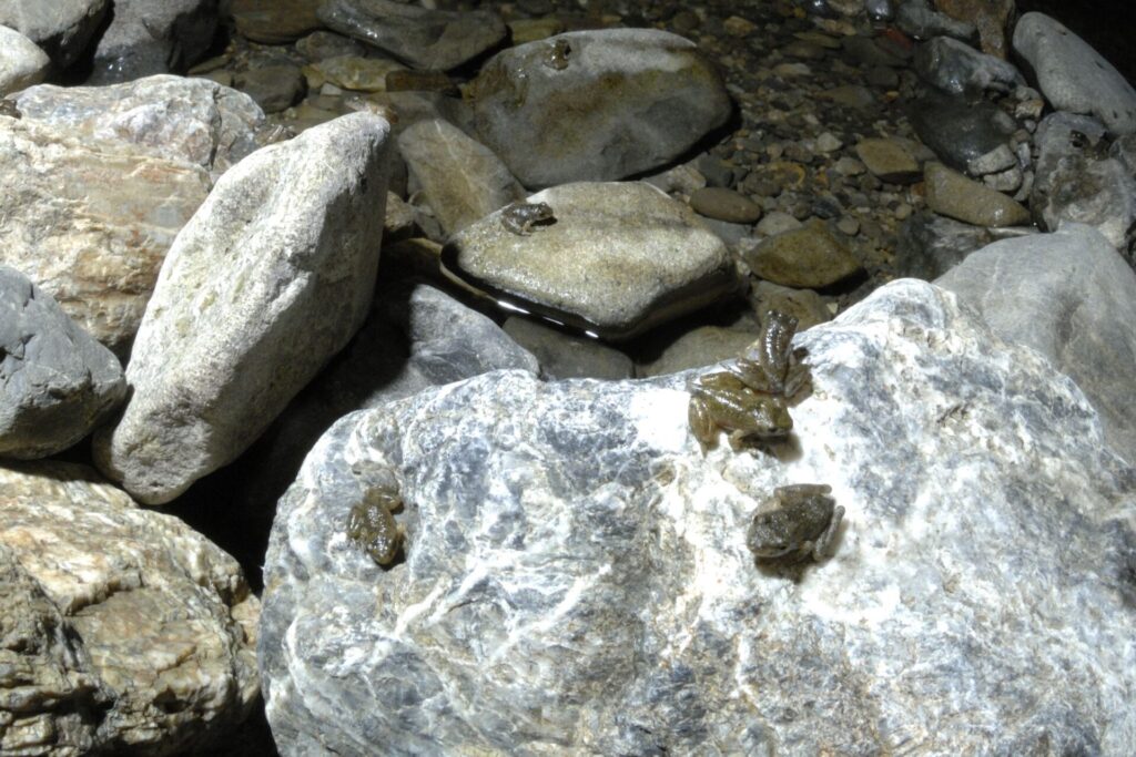 上陸するカジカガエル