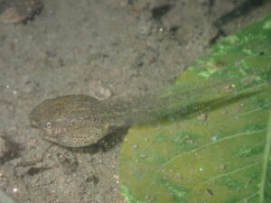 シュレーゲルアオガエルのオタマジャクシ