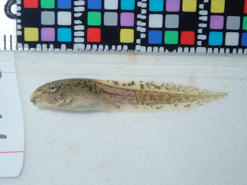 シュレーゲルアオガエルのオタマジャクシ