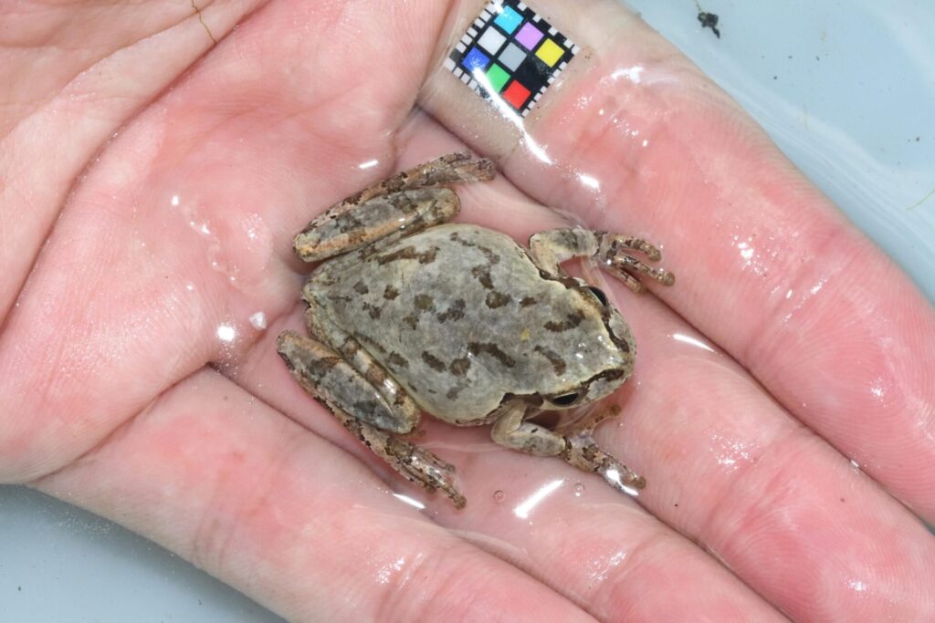 ニホンアマガエル