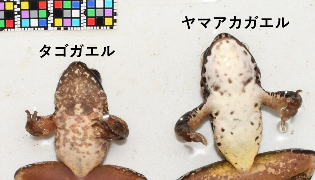 タゴガエルとヤマアカガエルの違い