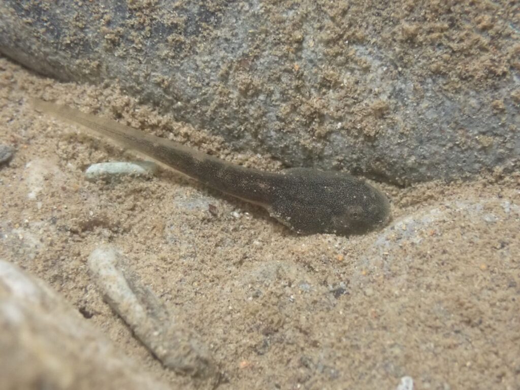 カジカガエルのオタマジャクシ