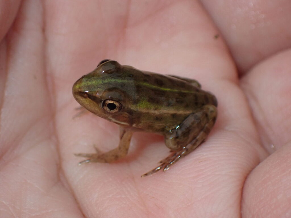 トノサマガエル