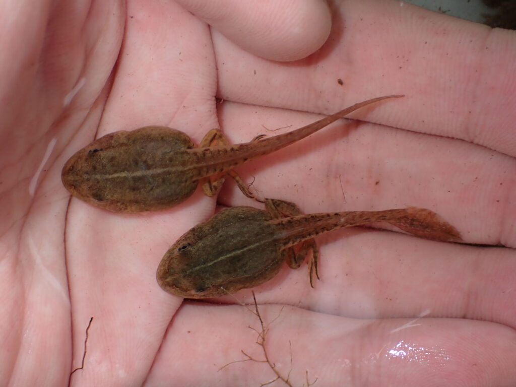 トノサマガエルのオタマジャクシ