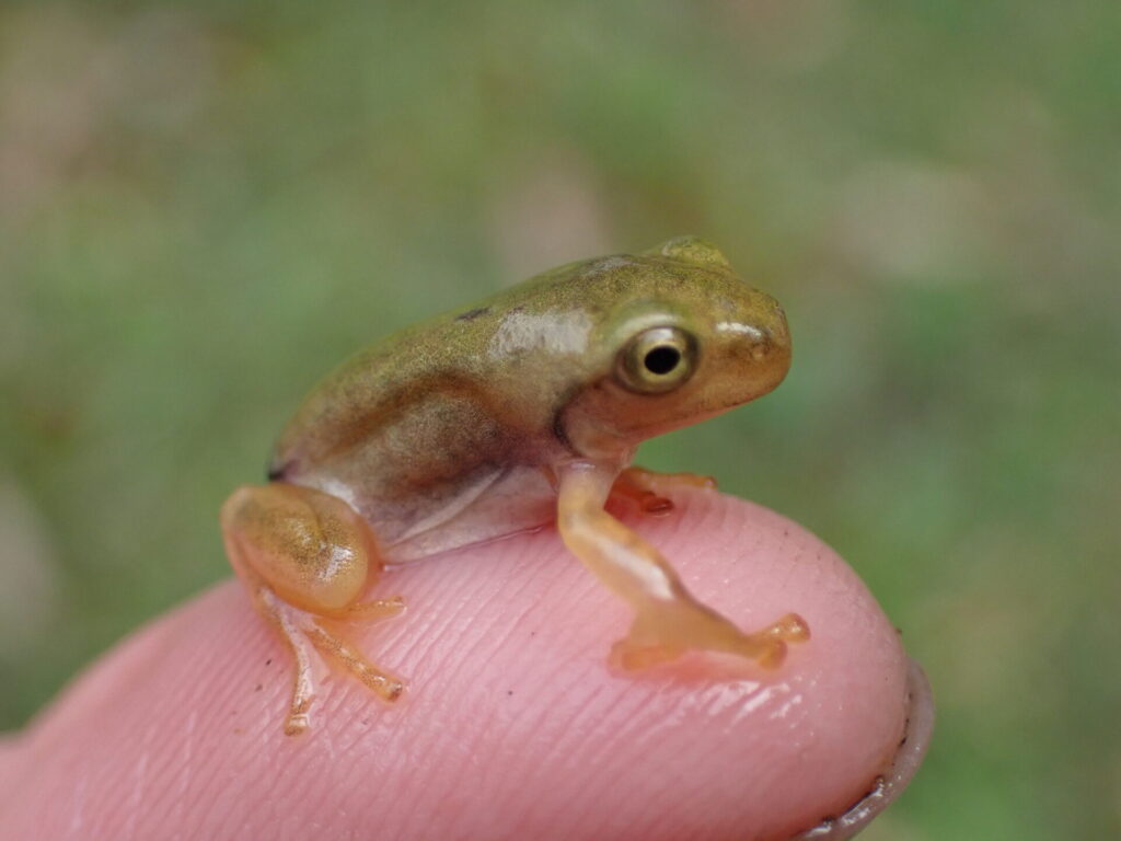 上陸直後のニホンアマガエル