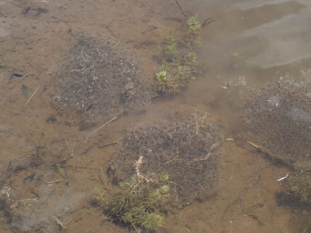 トノサマガエルの卵塊