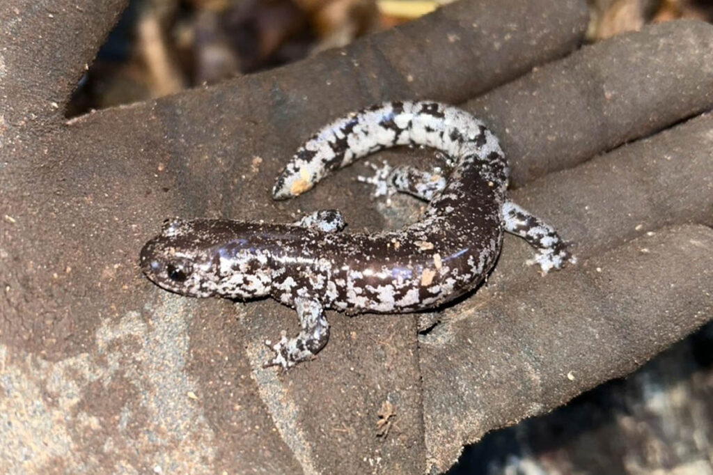 チクシブチサンショウウオ