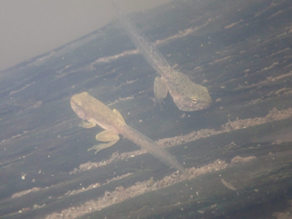 シュレーゲルアオガエルの幼生