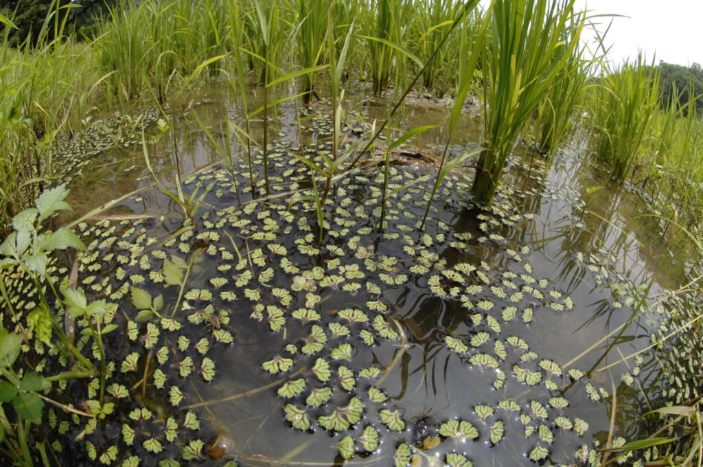 イチョウウキゴケ
