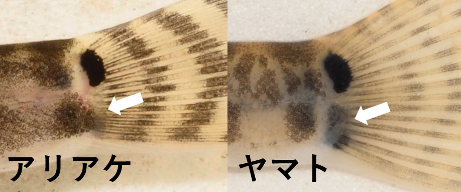 アリアケスジシマドジョウとヤマトシマドジョウの違い