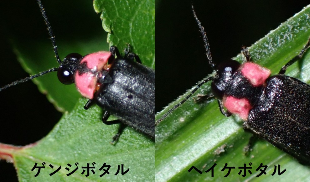ゲンジボタルとヘイケボタルの比較