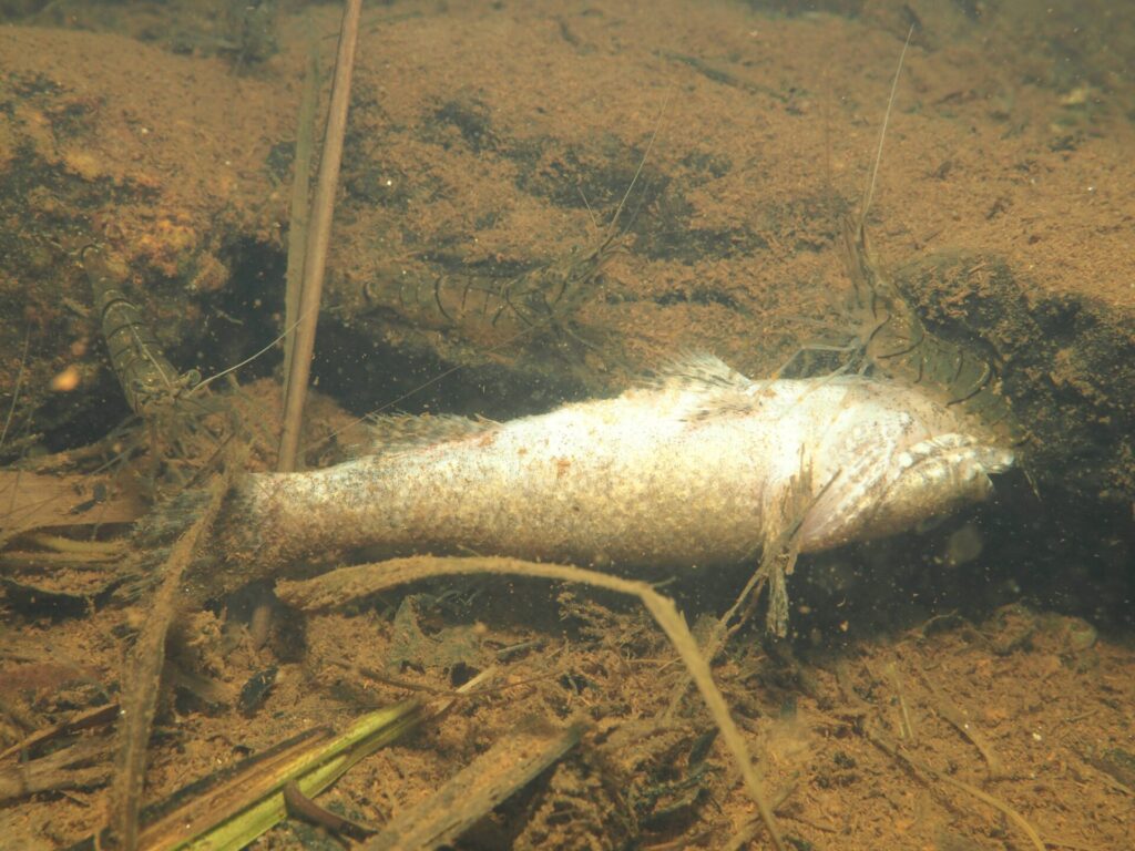 ドンコの死体に群がるスジエビ