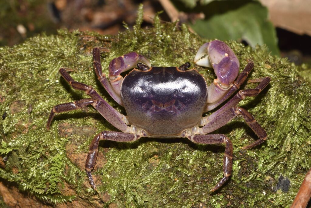 サワガニ♂（トカラ列島 中之島）