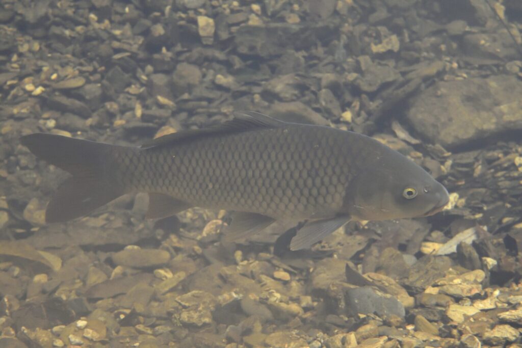 コイ（ヤマトゴイ）