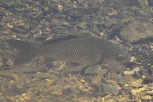 コイ（ヤマトゴイ）